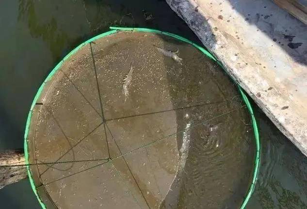 2025禄泰虾苗品种有哪些？优缺点是什么？-图2