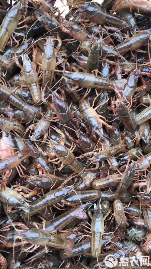 2025禄泰虾苗品种有哪些？优缺点是什么？-图1