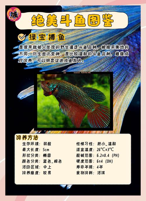 哪种斗鱼最适合新手饲养？-图1