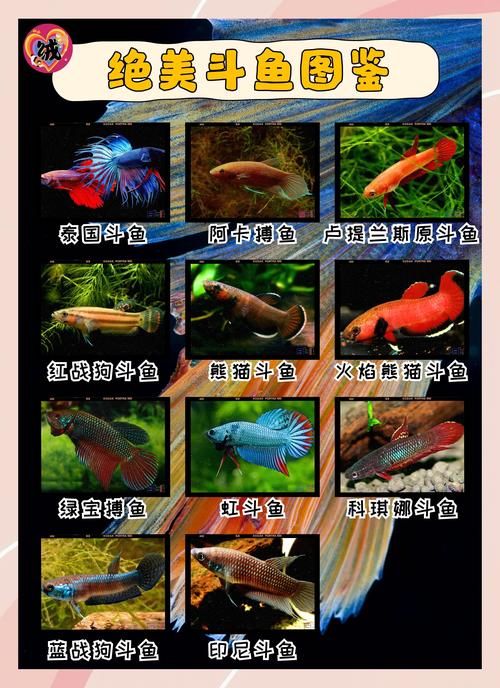 哪种斗鱼最适合新手饲养？-图2