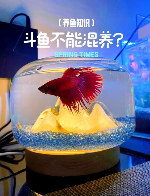 哪种斗鱼最适合新手饲养？-图3