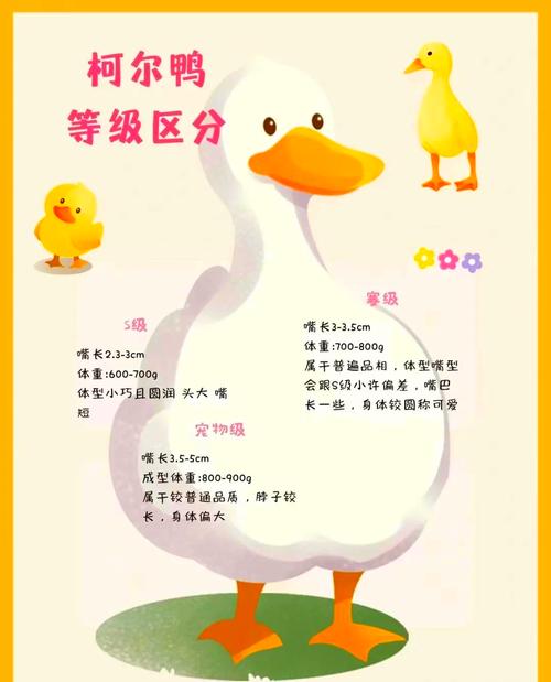 肉用野鸭饲养繁育技术要点有哪些？-图2