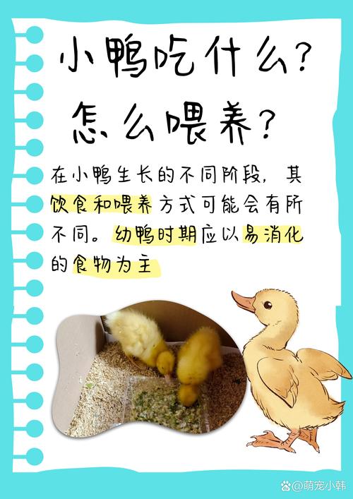 肉用野鸭饲养繁育技术要点有哪些？-图3