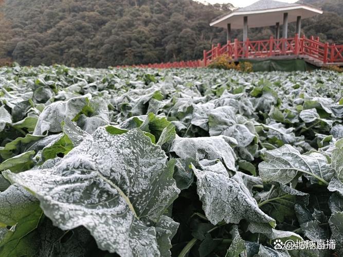 油菜冬性品种的温度要求具体是什么？-图1