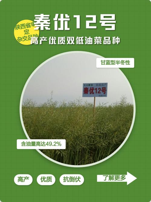 油菜冬性品种的温度要求具体是什么？-图2