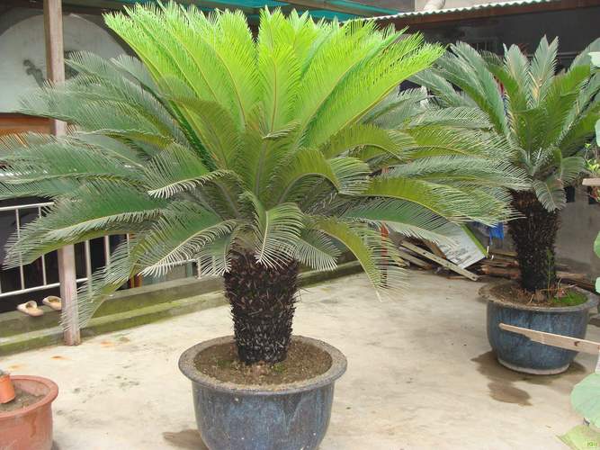 最贵苏铁品种是什么？-图2