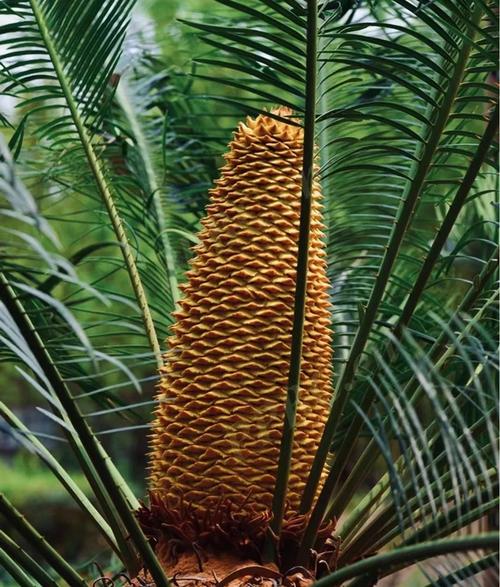 最贵苏铁品种是什么？-图1