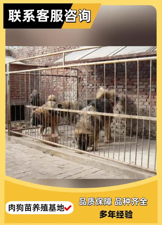 肉狗养殖选什么品种好？-图3