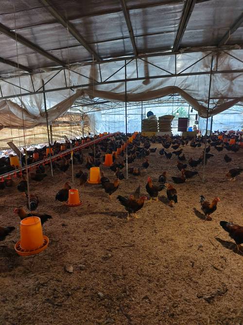 大棚鸡养殖技术视频有哪些关键要点？-图2