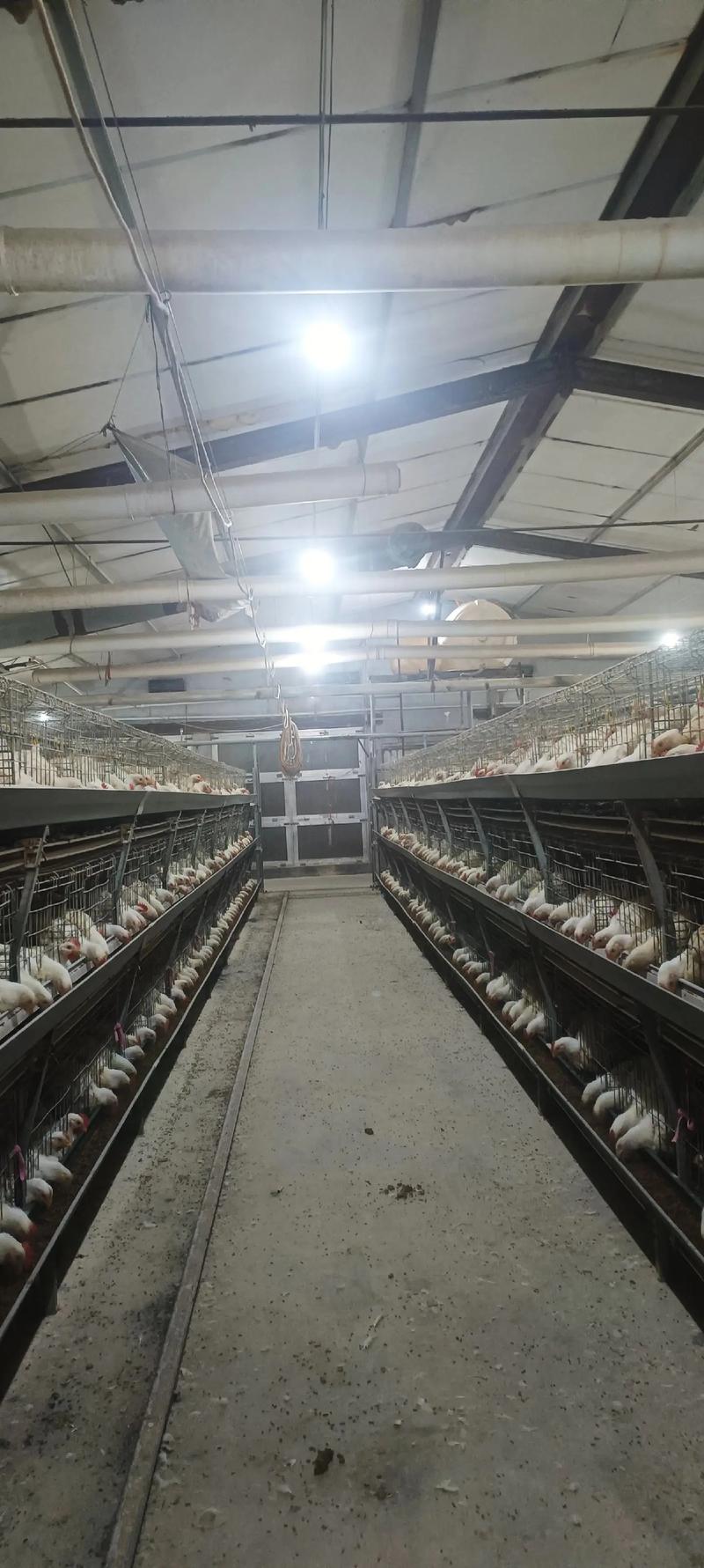 大棚鸡养殖技术视频有哪些关键要点？-图1