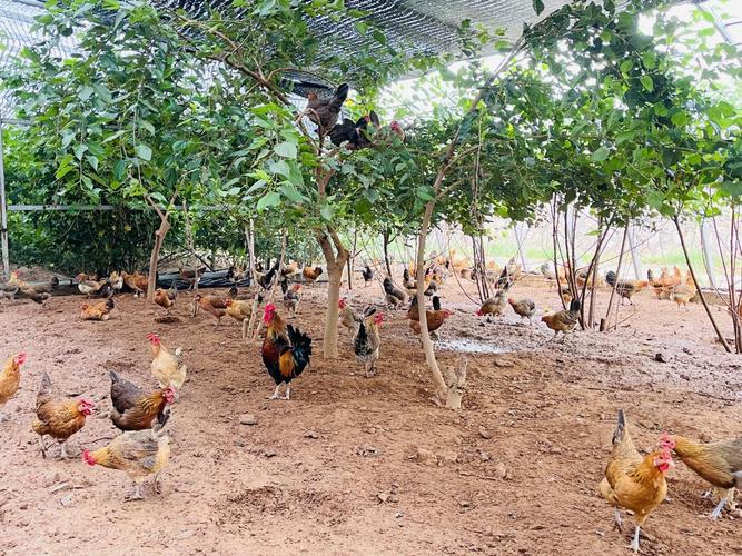 大棚鸡养殖技术视频有哪些关键要点？-图3