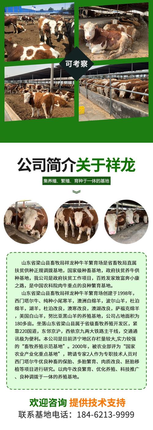 西门塔尔育肥牛品种有何优势？-图1