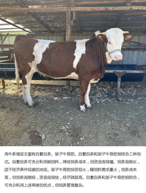 西门塔尔育肥牛品种有何优势？-图3