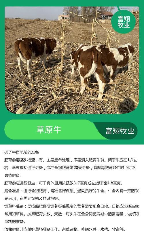 西门塔尔育肥牛品种有何优势？-图2