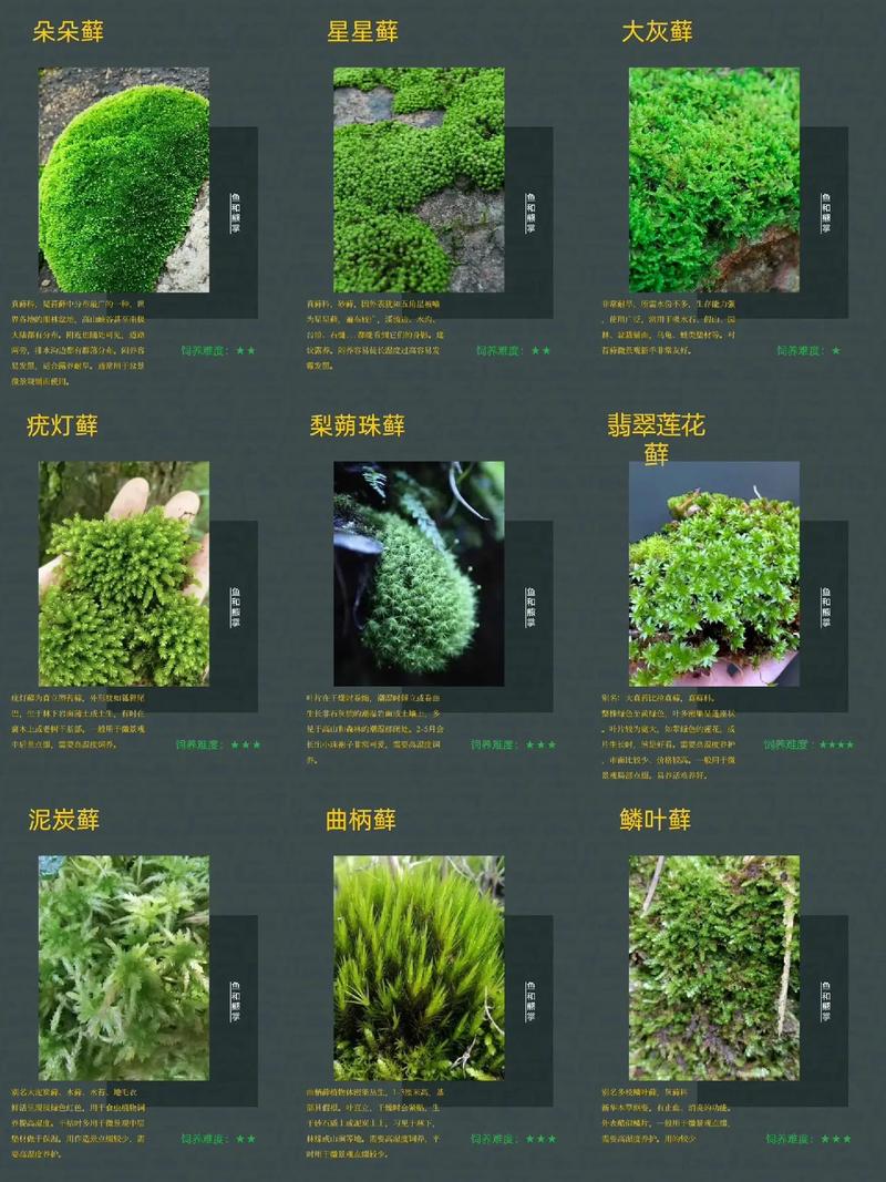 苔藓人工繁殖技术如何高效实现？-图1