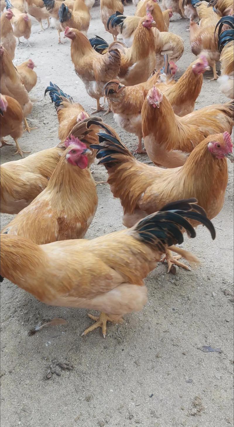 冬季农村散养鸡技术视频要点有哪些？-图1