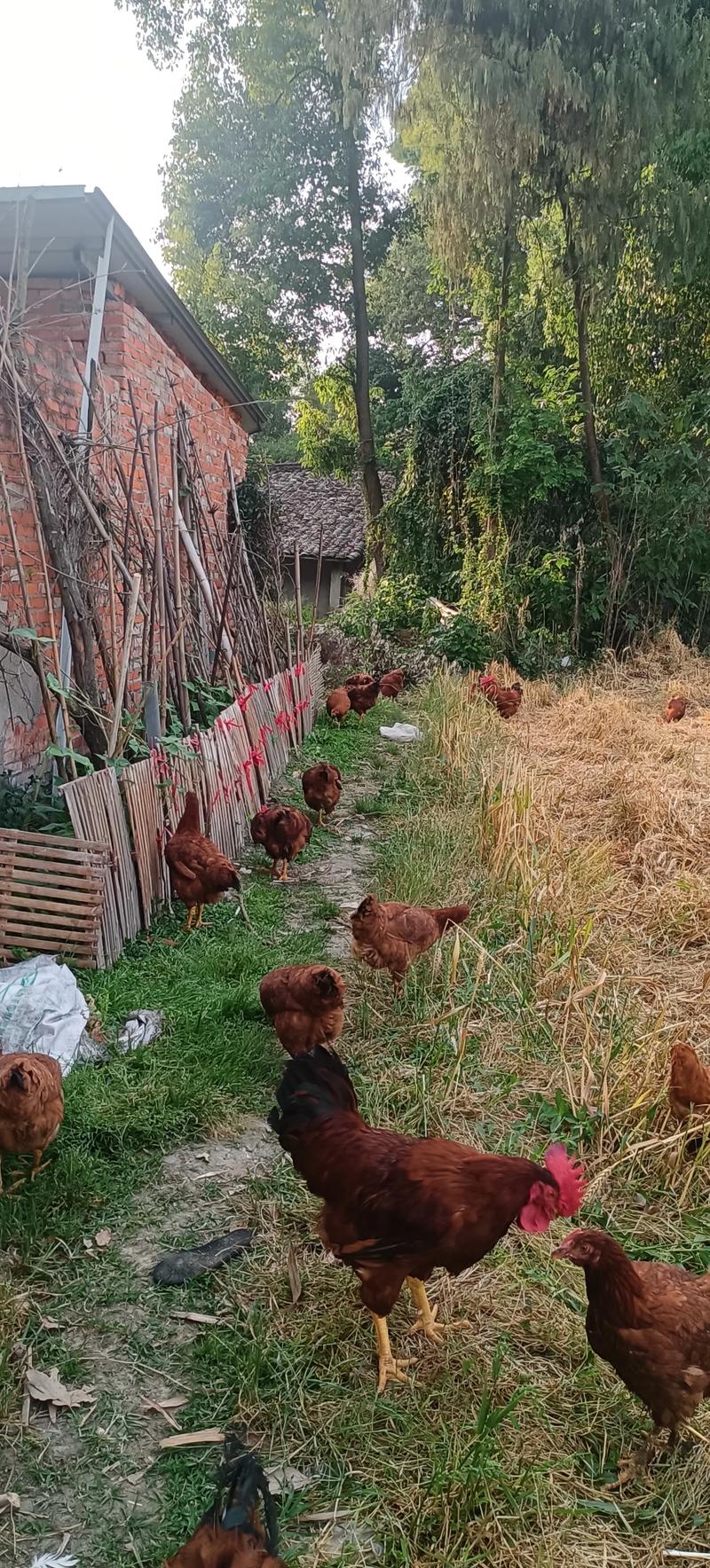 冬季农村散养鸡技术视频要点有哪些？-图2