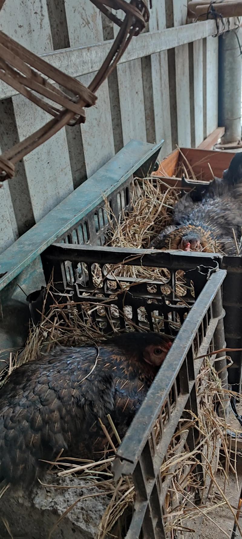 冬季农村散养鸡技术视频要点有哪些？-图3