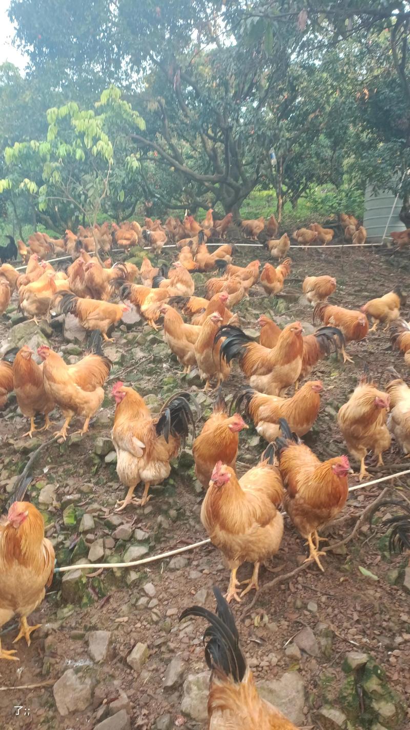 哪里能学到正宗的土鸡养殖技术？-图3