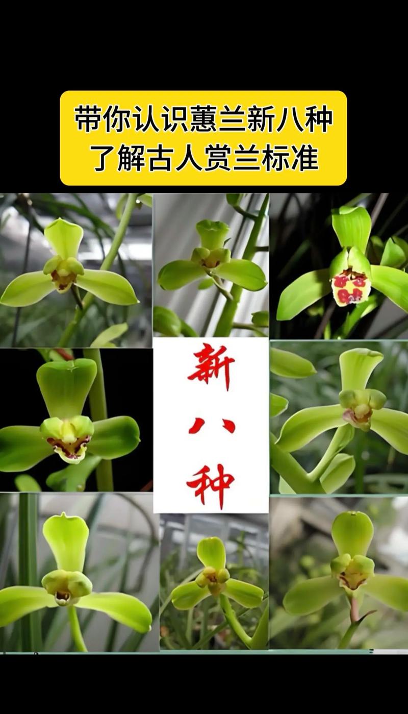 惠兰花是什么品种?价格贵吗?-图2 惠兰花是什么品种?价格贵吗?-图2