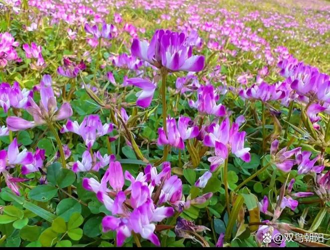 养蜂技术视频大全,如何系统高效学习?-图3 养蜂技术视频大全,如何系统高效学习?-图3