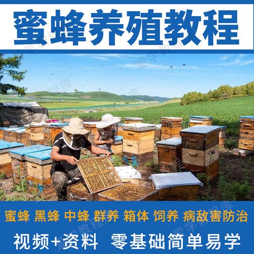养蜂技术视频大全,如何系统高效学习?-图1 养蜂技术视频大全,如何系统高效学习?-图1