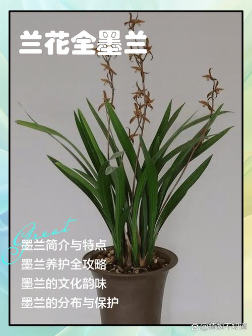 北方好养的兰花品种有哪些?-图2 北方好养的兰花品种有哪些?-图2