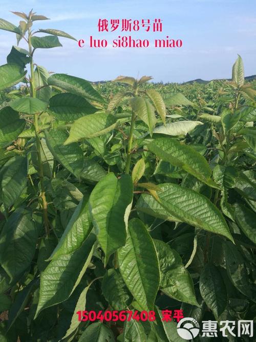 荆门沙王樱桃苗品种如何确保纯正?-图2 荆门沙王樱桃苗品种如何确保纯正?-图2