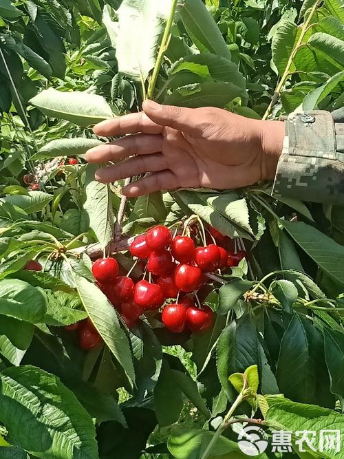 荆门沙王樱桃苗品种如何确保纯正?-图1 荆门沙王樱桃苗品种如何确保纯正?-图1