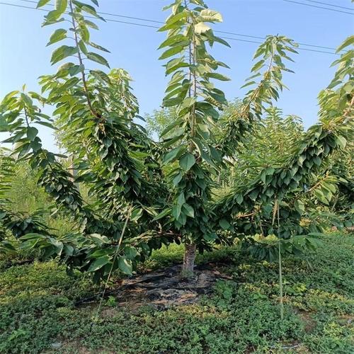 荆门沙王樱桃苗品种如何确保纯正?-图3 荆门沙王樱桃苗品种如何确保纯正?-图3