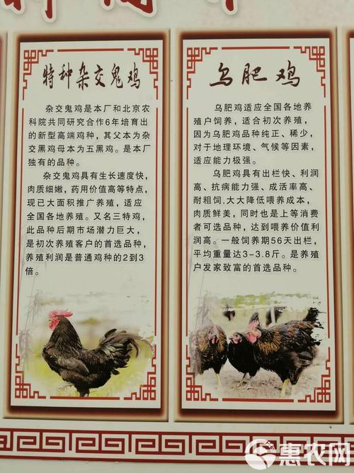 白羽鸡817最新价格多少钱一斤？-图3