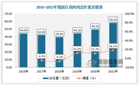 白羽鸡817最新价格多少钱一斤？-图2