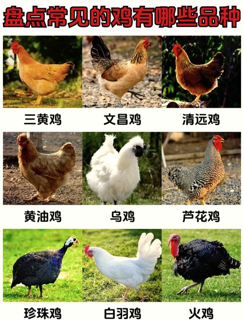 特种养殖品种有哪些?-图1 特种养殖品种有哪些?-图1