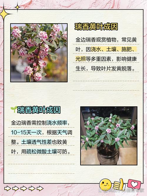 金边瑞香有黄叶品种吗？-图1