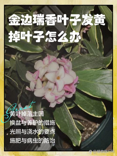 金边瑞香有黄叶品种吗？-图2