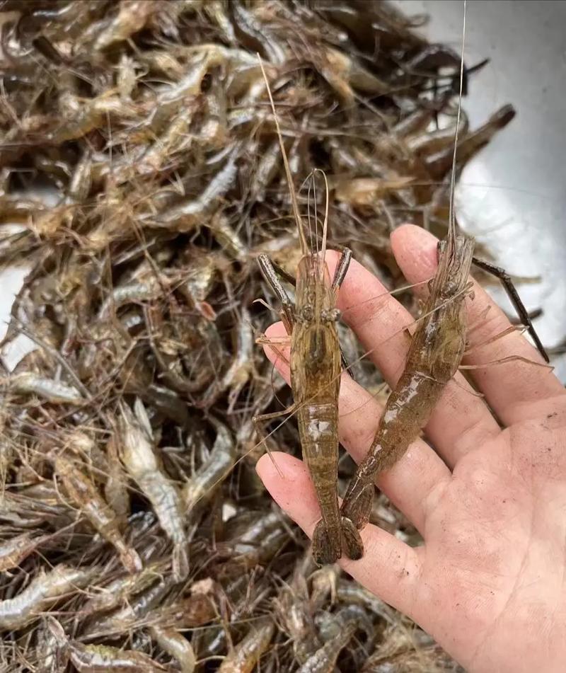 水沟里的小虾是什么品种?-图2 水沟里的小虾是什么品种?-图2