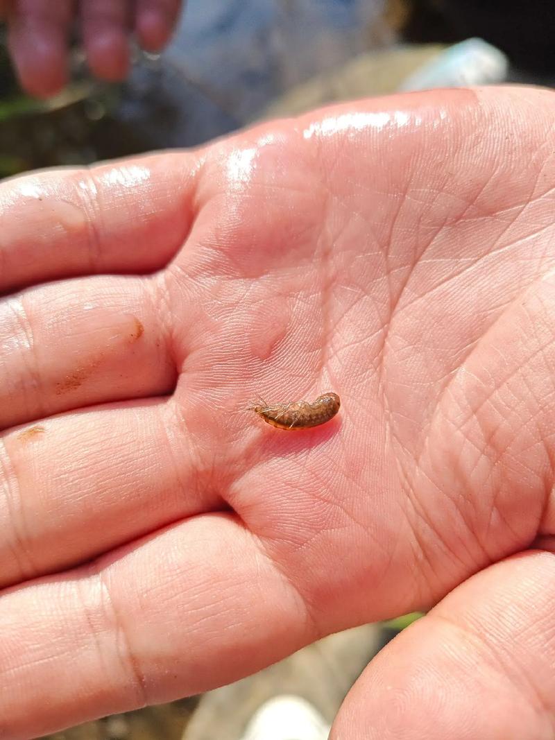 水沟里的小虾是什么品种?-图1 水沟里的小虾是什么品种?-图1