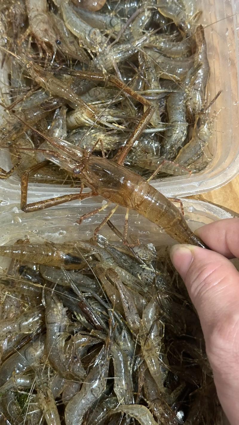 水沟里的小虾是什么品种?-图3 水沟里的小虾是什么品种?-图3