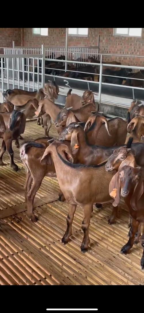 安徽哪能买到最好羊品种?-图1 安徽哪能买到最好羊品种?-图1