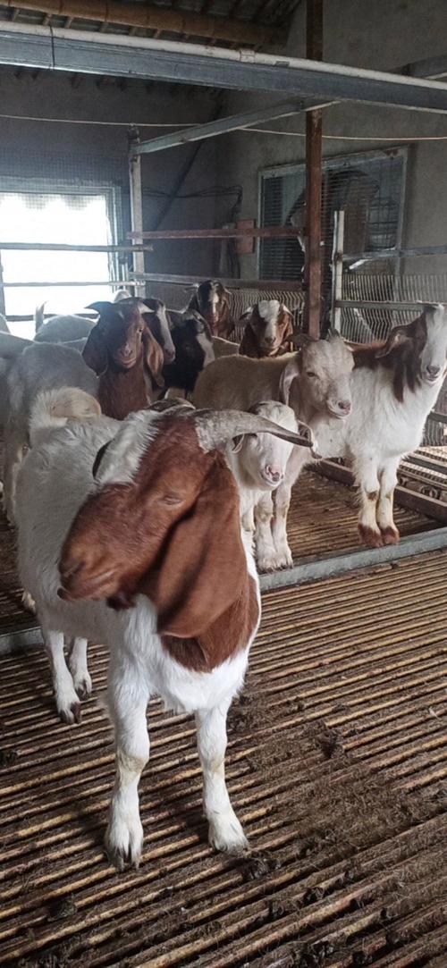 安徽哪能买到最好羊品种?-图2 安徽哪能买到最好羊品种?-图2