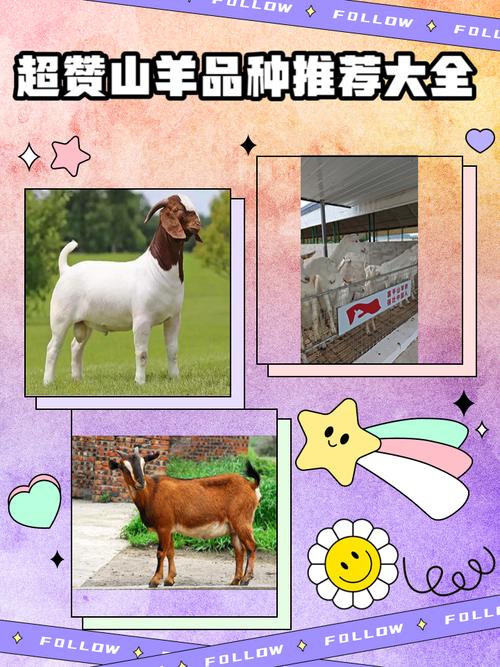 安徽哪能买到最好羊品种?-图3 安徽哪能买到最好羊品种?-图3