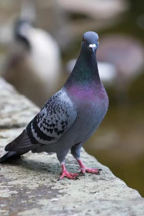 当前最优肉鸽品种是哪个?-图1 当前最优肉鸽品种是哪个?-图1