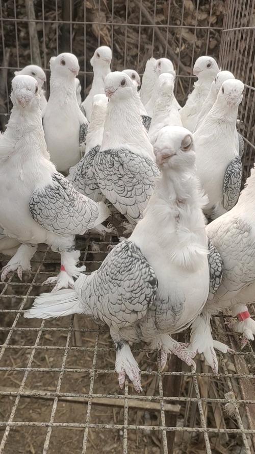 当前最优肉鸽品种是哪个？-图3