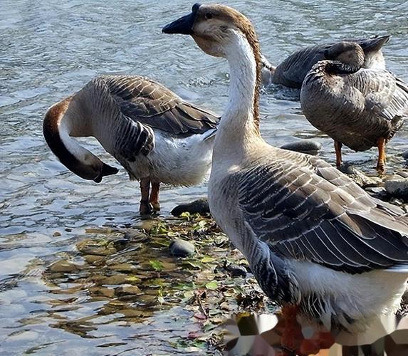 黑鹅品种有哪些?附图片详解。-图3 黑鹅品种有哪些?附图片详解。-图3