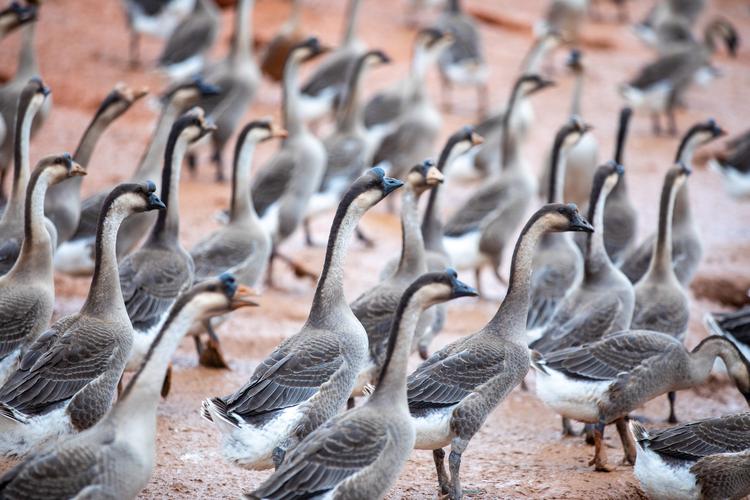 黑鹅品种有哪些?附图片详解。-图2 黑鹅品种有哪些?附图片详解。-图2