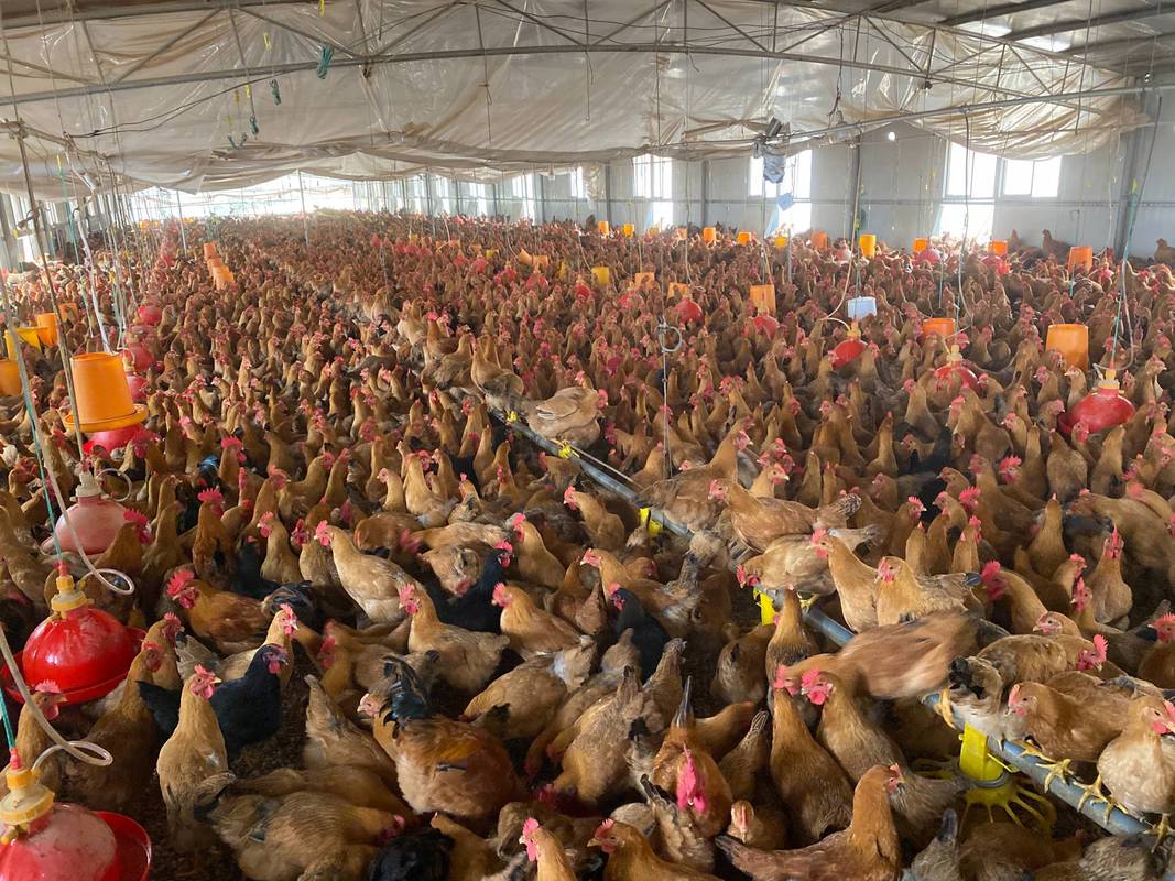 哪里有金鸡品种养殖基地?-图1 哪里有金鸡品种养殖基地?-图1