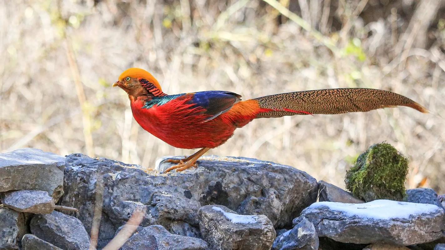 哪里有金鸡品种养殖基地?-图3 哪里有金鸡品种养殖基地?-图3