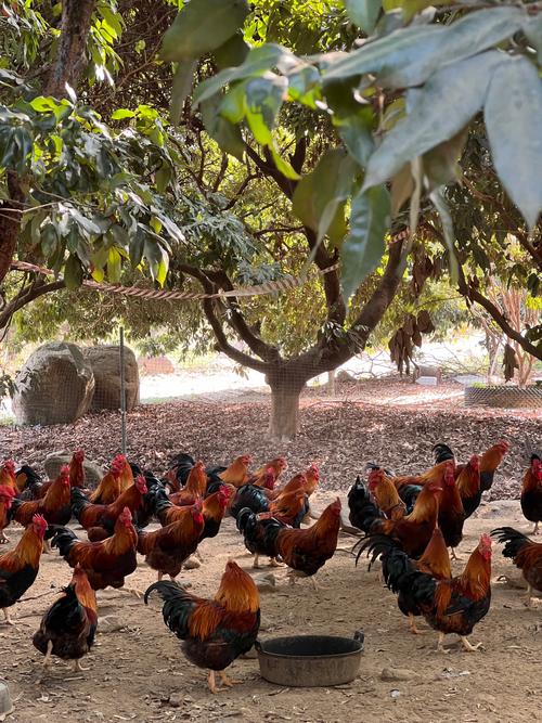 哪里有金鸡品种养殖基地?-图2 哪里有金鸡品种养殖基地?-图2