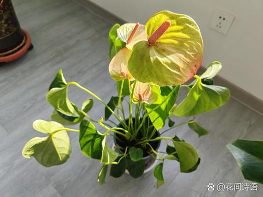 玉树开红花是什么品种?-图1 玉树开红花是什么品种?-图1