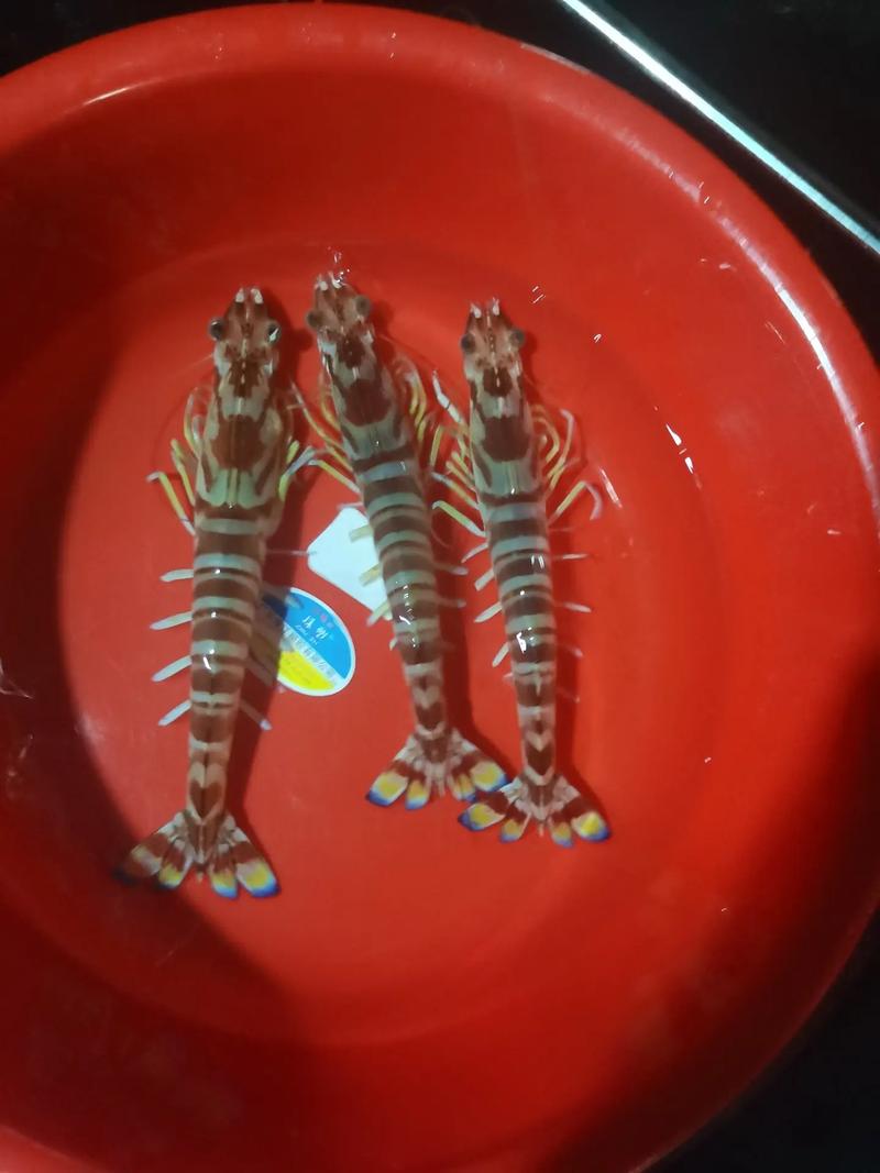 池塘养花虾,最新技术如何成功?-图1 池塘养花虾,最新技术如何成功?-图1